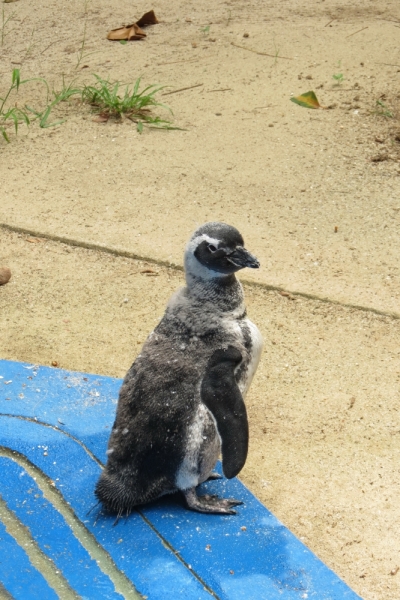 Наш бразильский дневник, февраль 2015