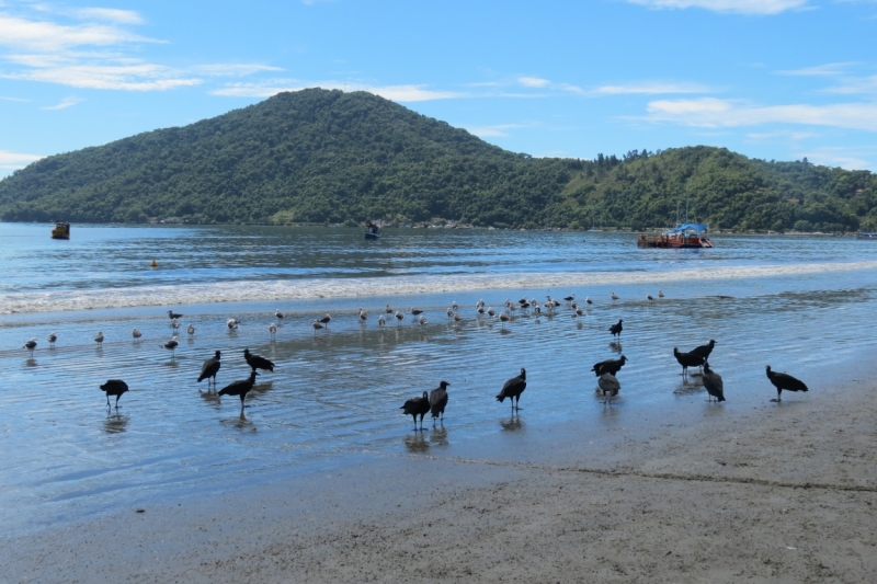Наш бразильский дневник, февраль 2015