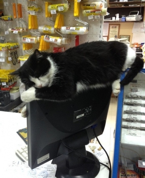 Поговорим о кошках32