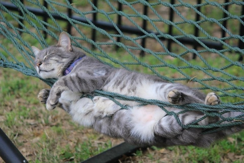 Поговорим о кошках32