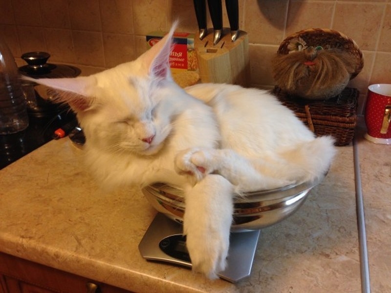 Поговорим о кошках32