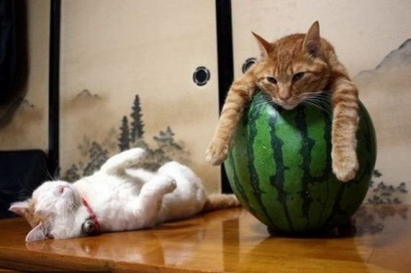 Поговорим о кошках32