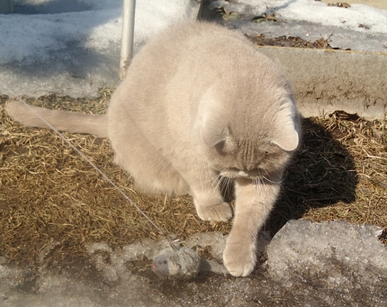 Поговорим о кошках32