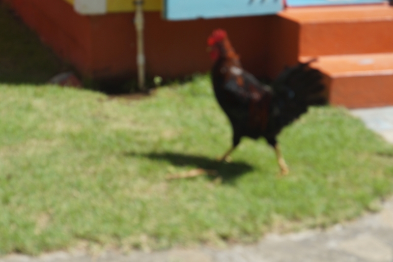 Перворазники на Карибах: круиз на P&O Ventura