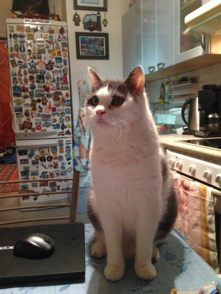 Поговорим о кошках32