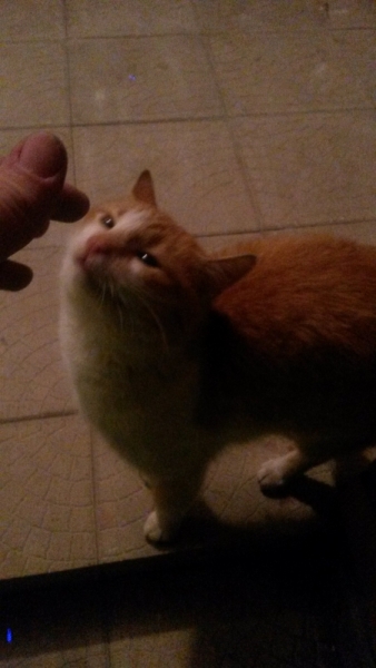 Поговорим о кошках32