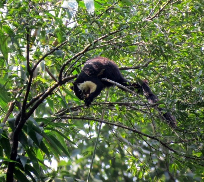 Двухцветная гигантская белка – Black giant squirrel (Ratufa bicolor)