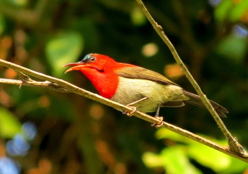 Ослепительная острохвостая нектарница – Scarlet Sunbird (Aethopyga mystacalis)