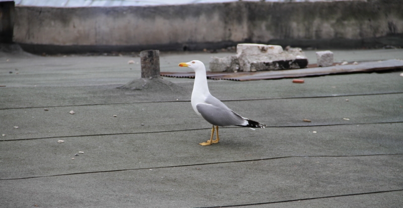 Первое свидание со Стамбулом (март 2015)