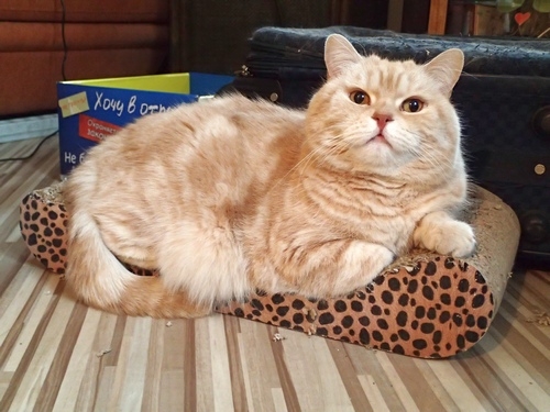 Поговорим о кошках32