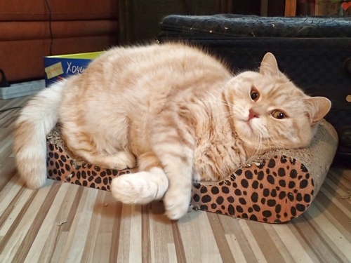 Поговорим о кошках32