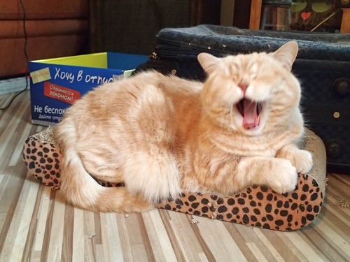 Поговорим о кошках32