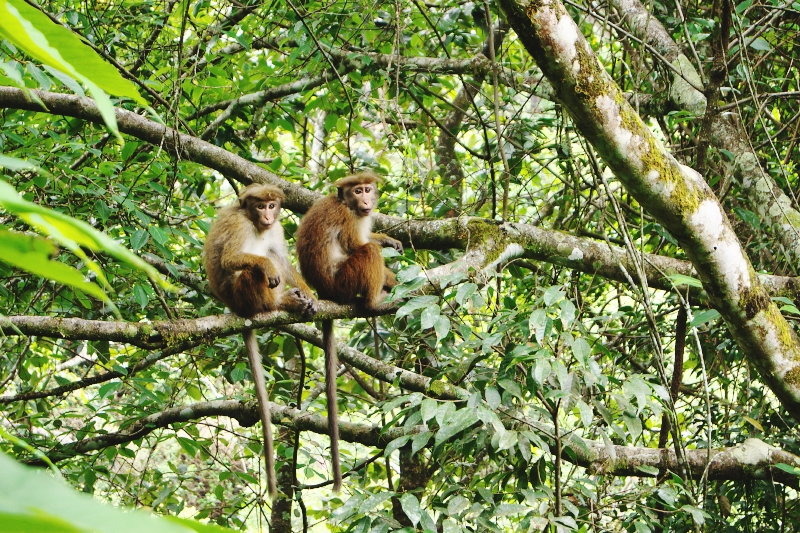 Шри Ланка на автобусах, март 2015. Небольшой обзор бюджетной поездки для новичков.