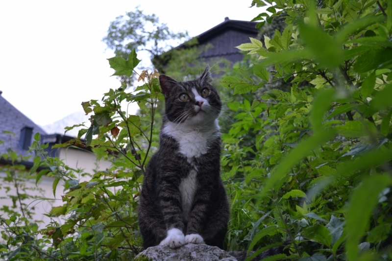 Австрия горная -Гальштат, Гросглокнер; Бавария-озера, Берхтесгаден,Ротенбург-на-Таубере