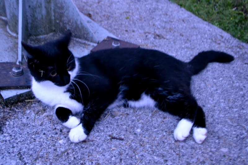 Австрия горная -Гальштат, Гросглокнер; Бавария-озера, Берхтесгаден,Ротенбург-на-Таубере