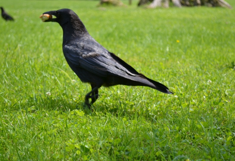Австрия горная -Гальштат, Гросглокнер; Бавария-озера, Берхтесгаден,Ротенбург-на-Таубере