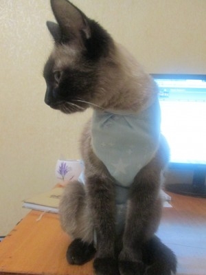 Поговорим о кошках32