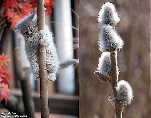 Поговорим о кошках32