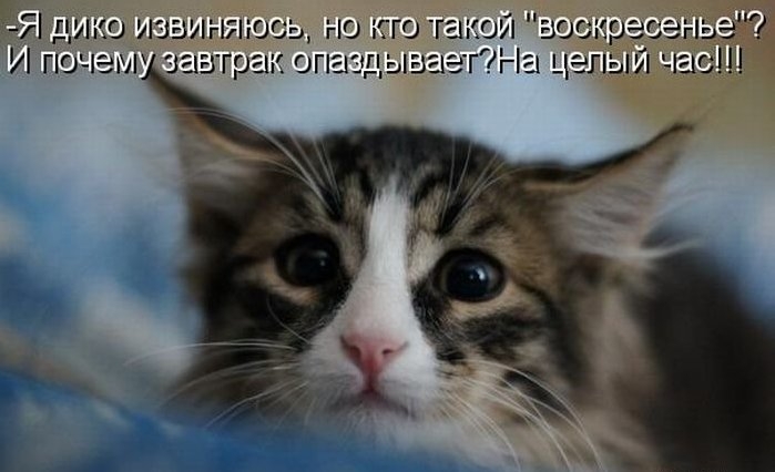 Поговорим о кошках32