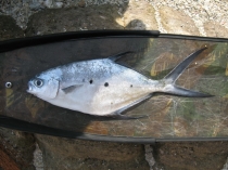 4 Цейлон 2011.jpg