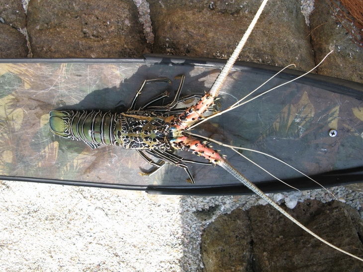 5 Цейлон 2011.jpg