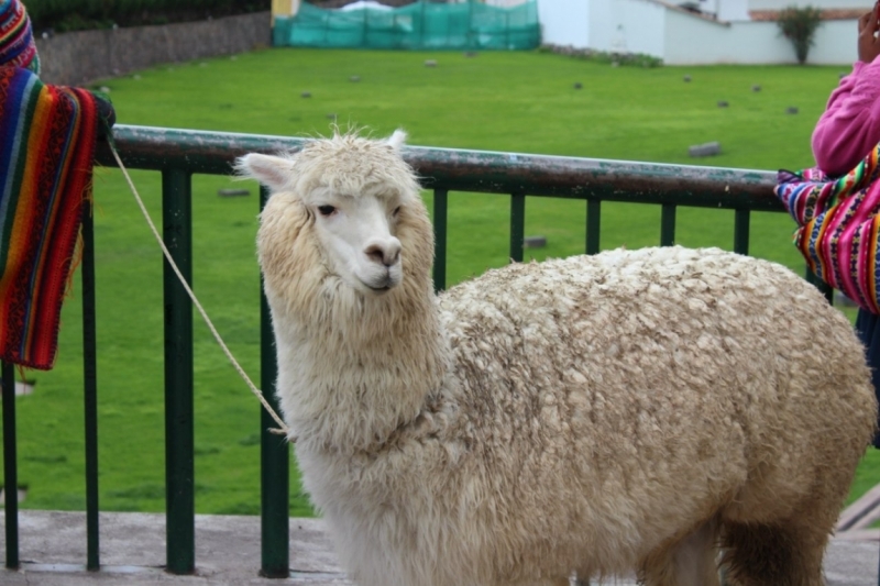 Мачу Пикчу и Каньон Колка. Видео + Фото