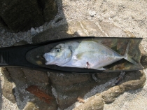 8 Цейлон 2011.jpg