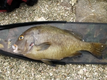 12 Цейлон 2011.jpg