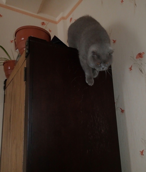 Поговорим о кошках32