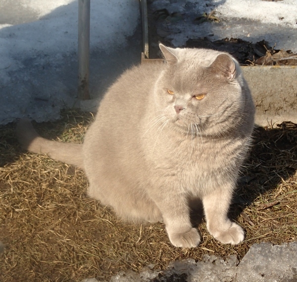 Поговорим о кошках32