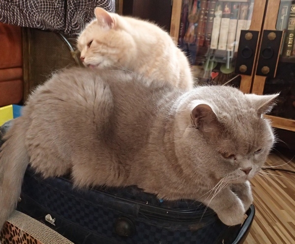 Поговорим о кошках32