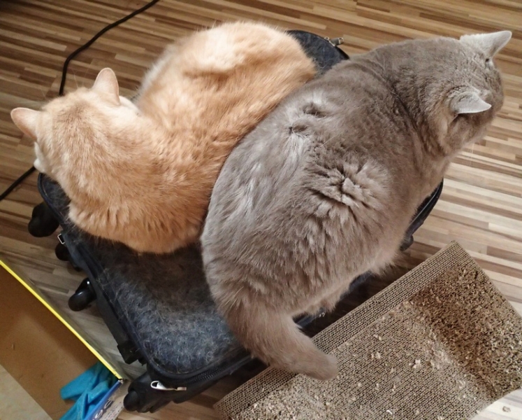 Поговорим о кошках32