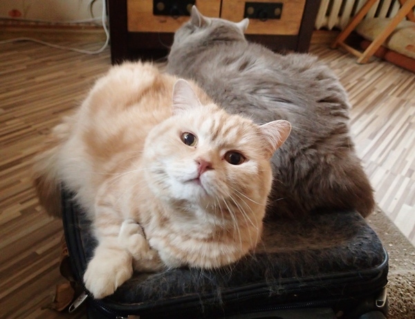 Поговорим о кошках32