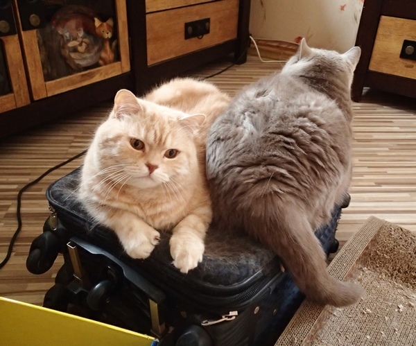 Поговорим о кошках32