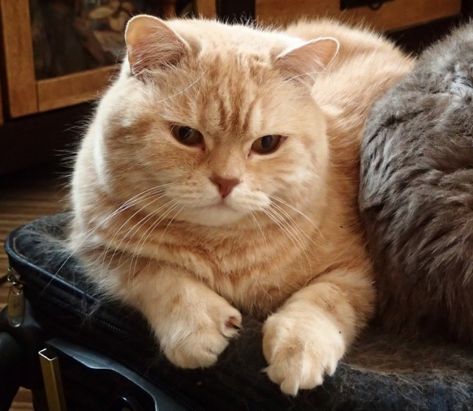 Поговорим о кошках32