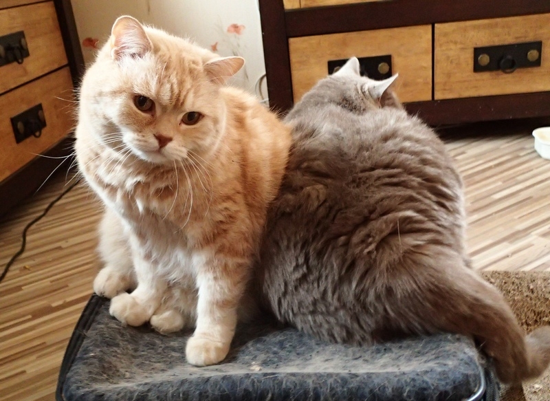 Поговорим о кошках32