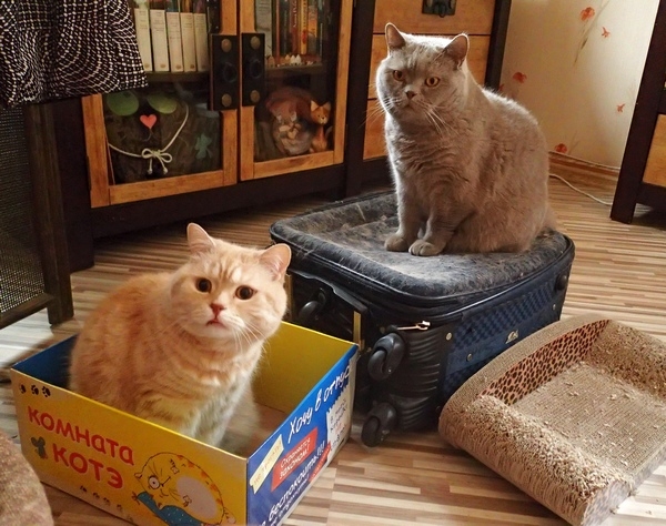 Поговорим о кошках32