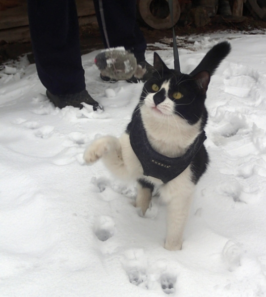 Поговорим о кошках32