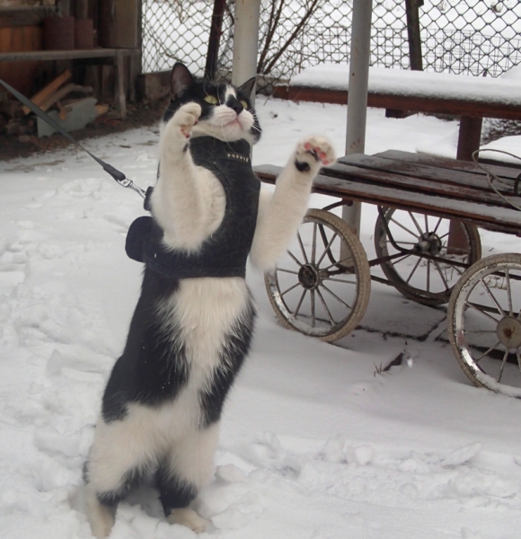 Поговорим о кошках32