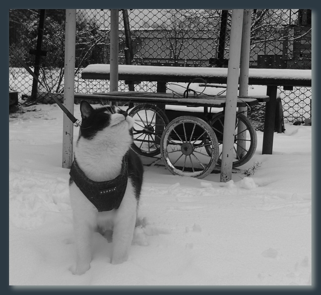 Поговорим о кошках32