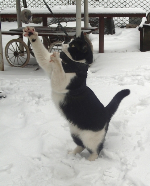 Поговорим о кошках32