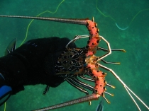 20 Цейлон 2011.jpg