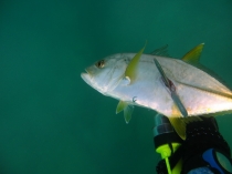 23 Цейлон 2011.jpg