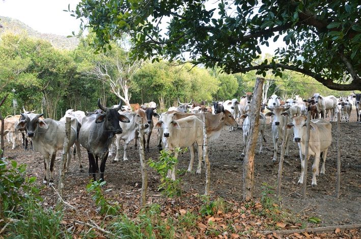 От Летисии до Провиденсии. Колумбия в марте 2015