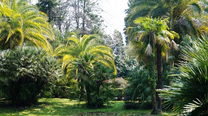 Сочи + Геленджик. Жаркие, весенние, наши