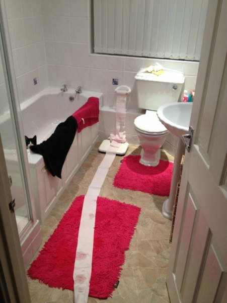 Поговорим о кошках32