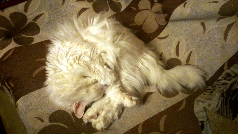 Поговорим о кошках32