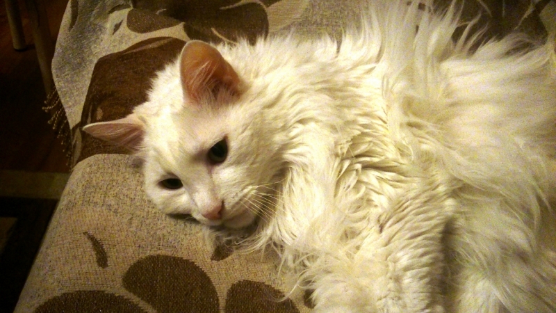 Поговорим о кошках32