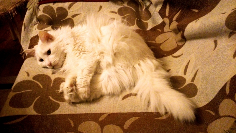 Поговорим о кошках32