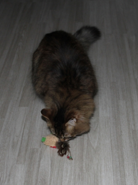 Поговорим о кошках32